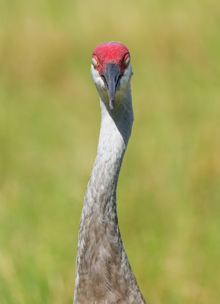 Sandhill Crane - ML641411984