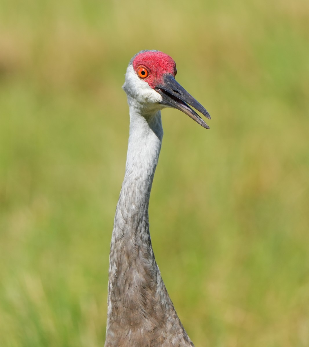 Sandhill Crane - ML641411996