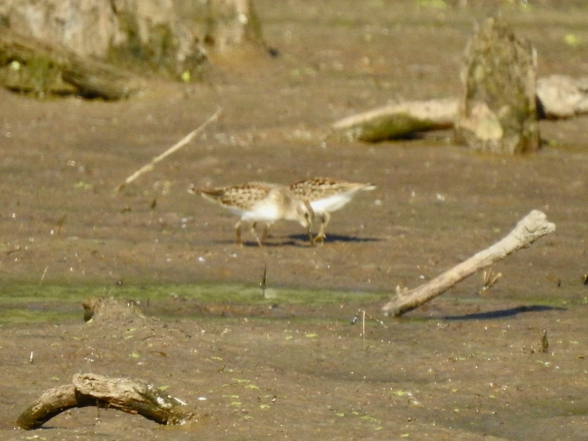 Bécasseau minuscule - ML641412007