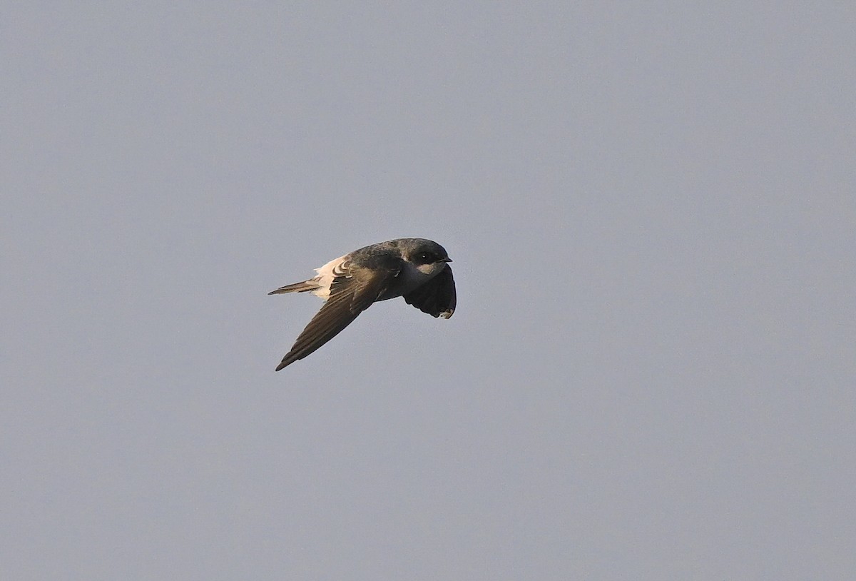 Tumbes Kırlangıcı - ML641412009