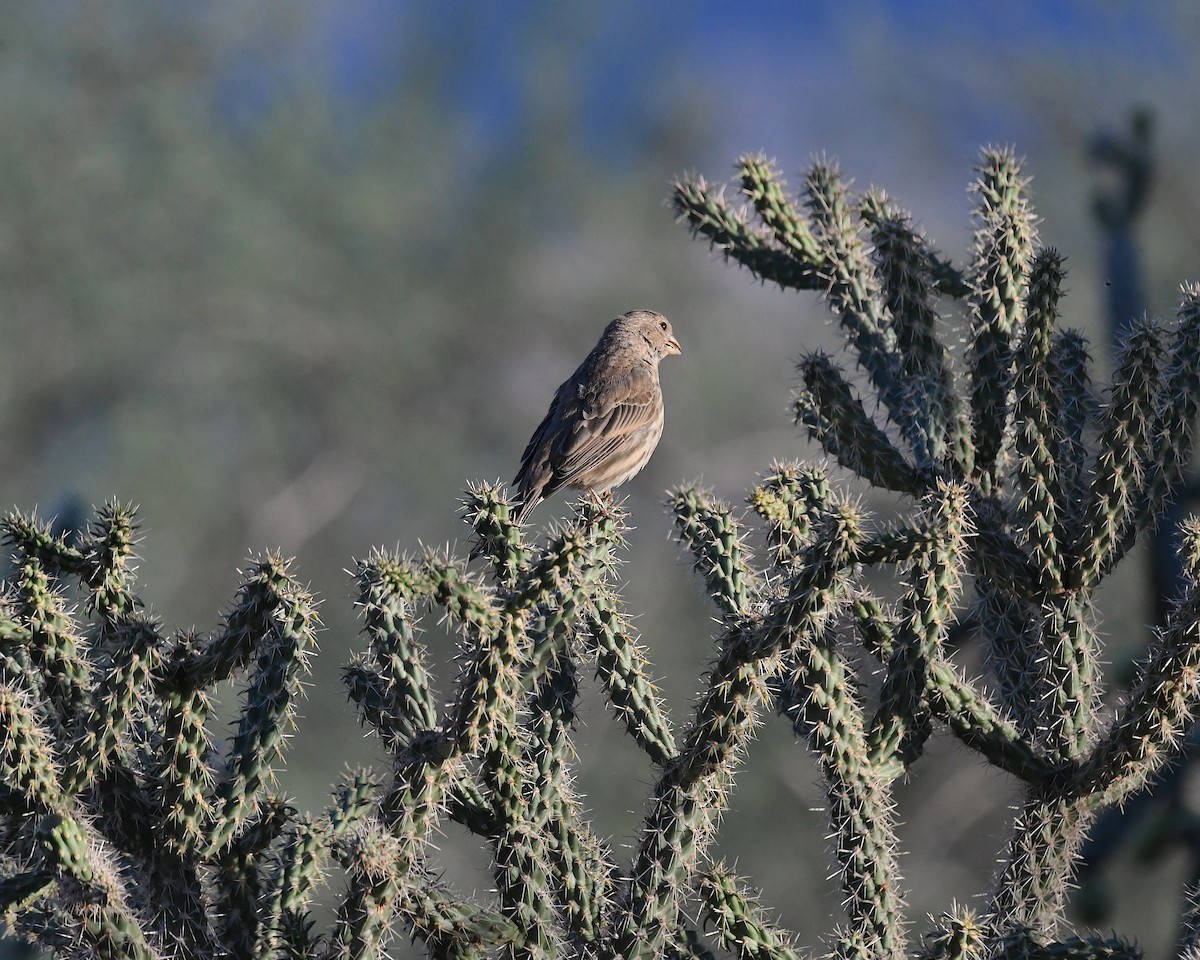 House Finch - ML641412016