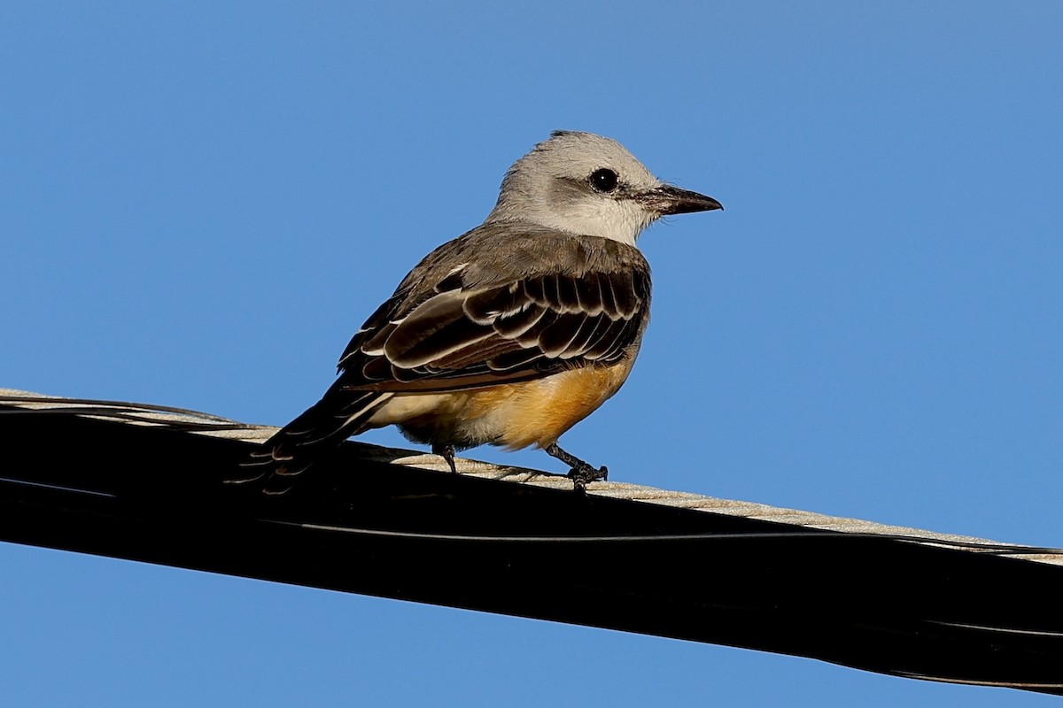 Scissor-tailed Flycatcher - ML641412018