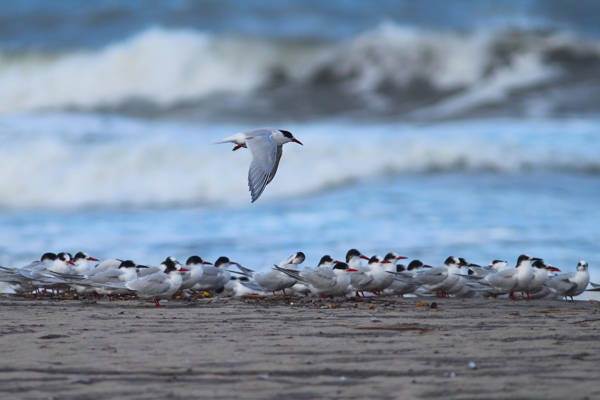 South American Tern - ML641412034