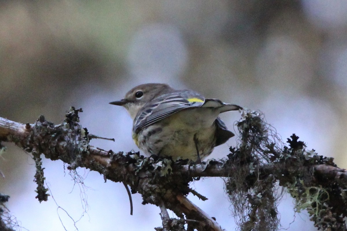 Yellow-rumped Warbler - ML641412036