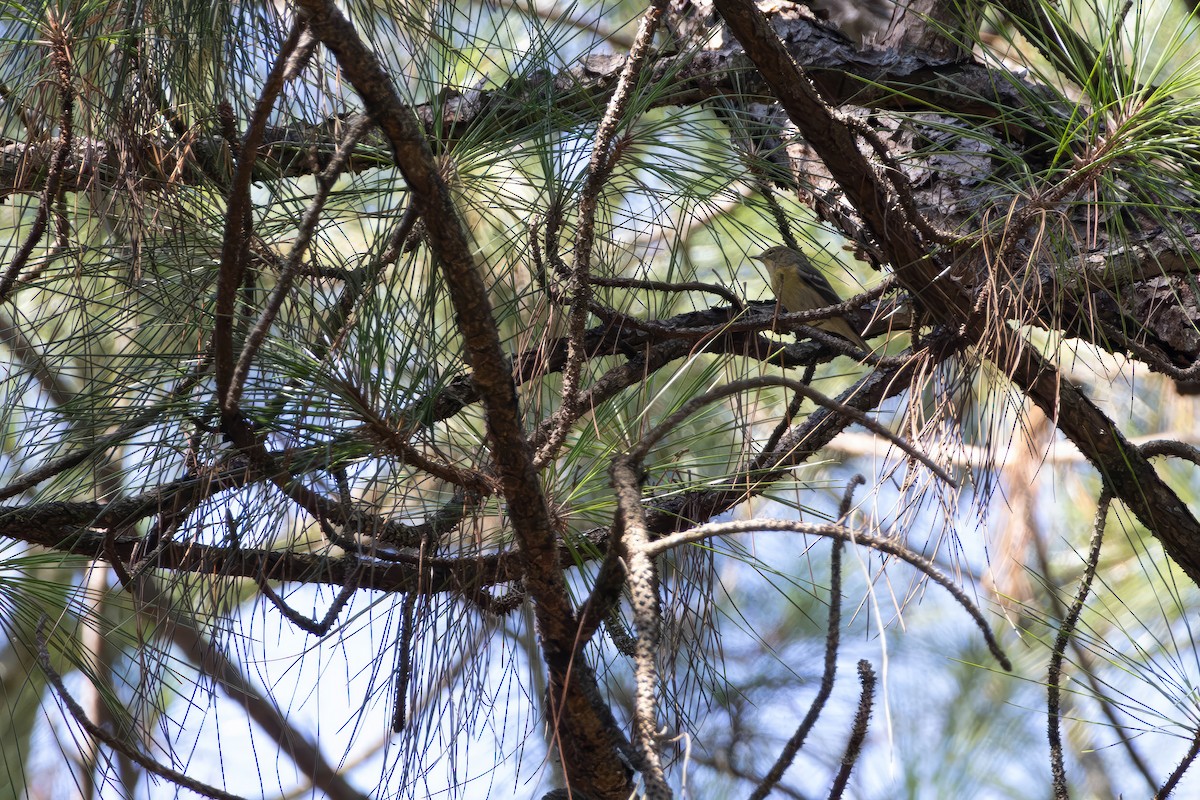 Pine Warbler - ML641412037