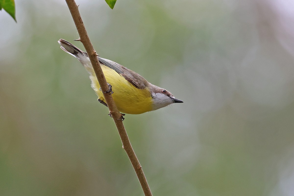 White-throated Gerygone - ML641412039