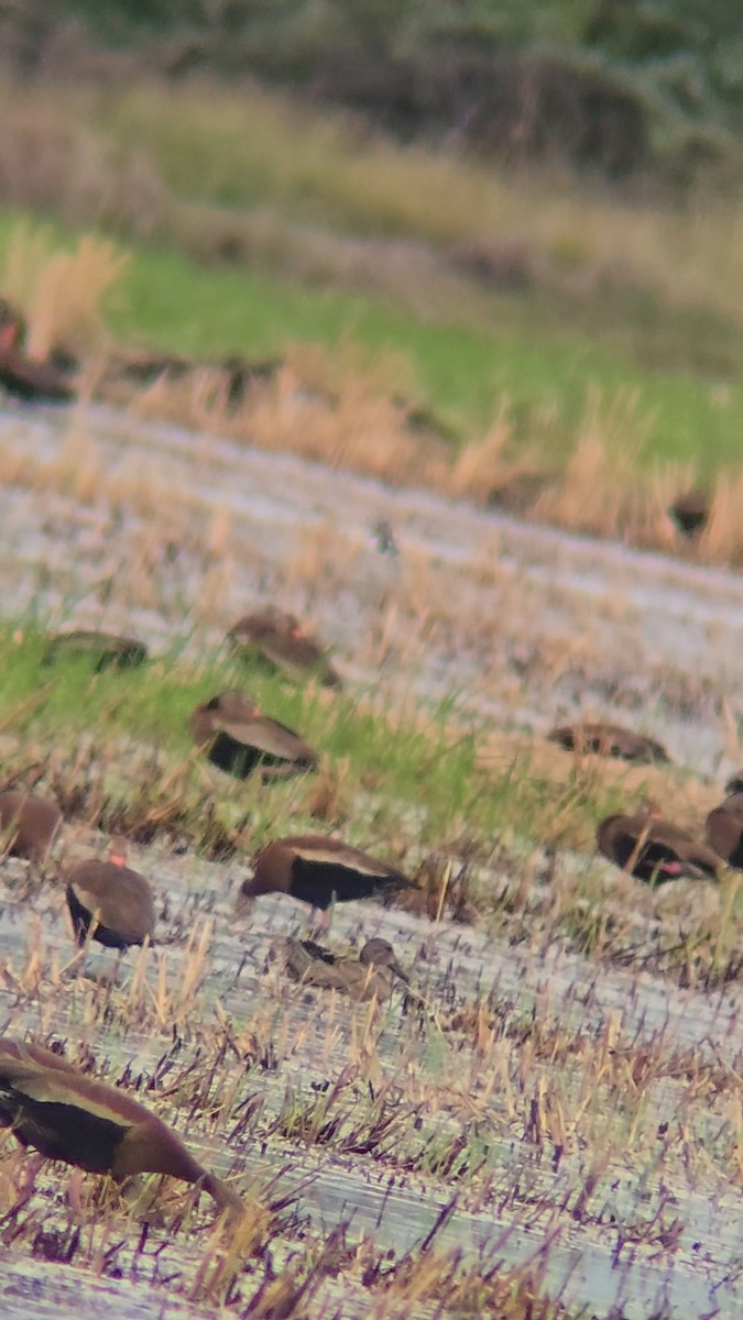 Blue-winged Teal - ML641412042
