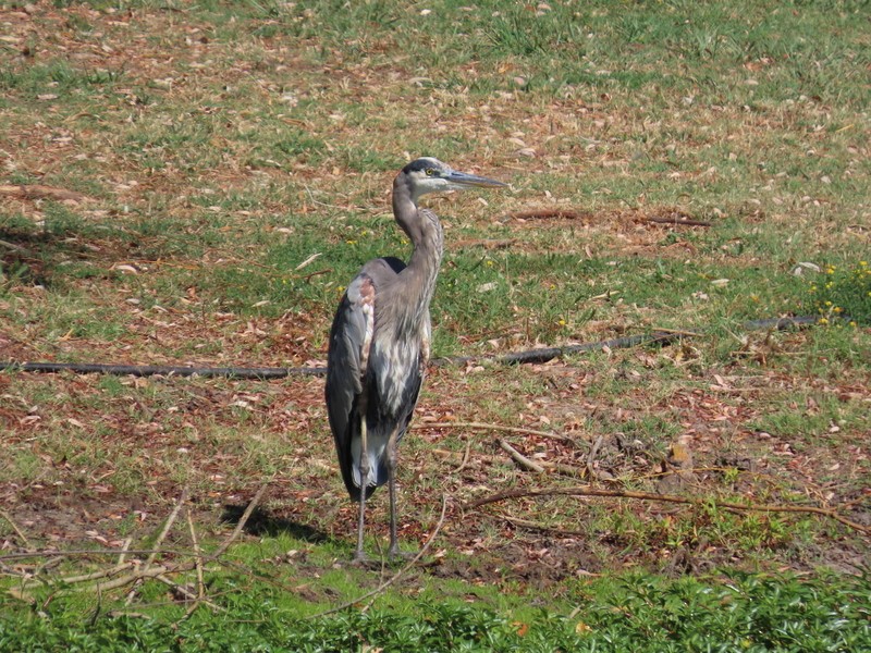 Great Blue Heron - ML641412043