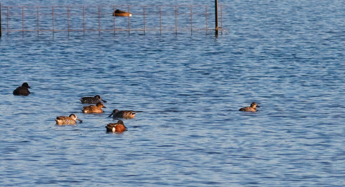 Pink-eared Duck - ML641412044