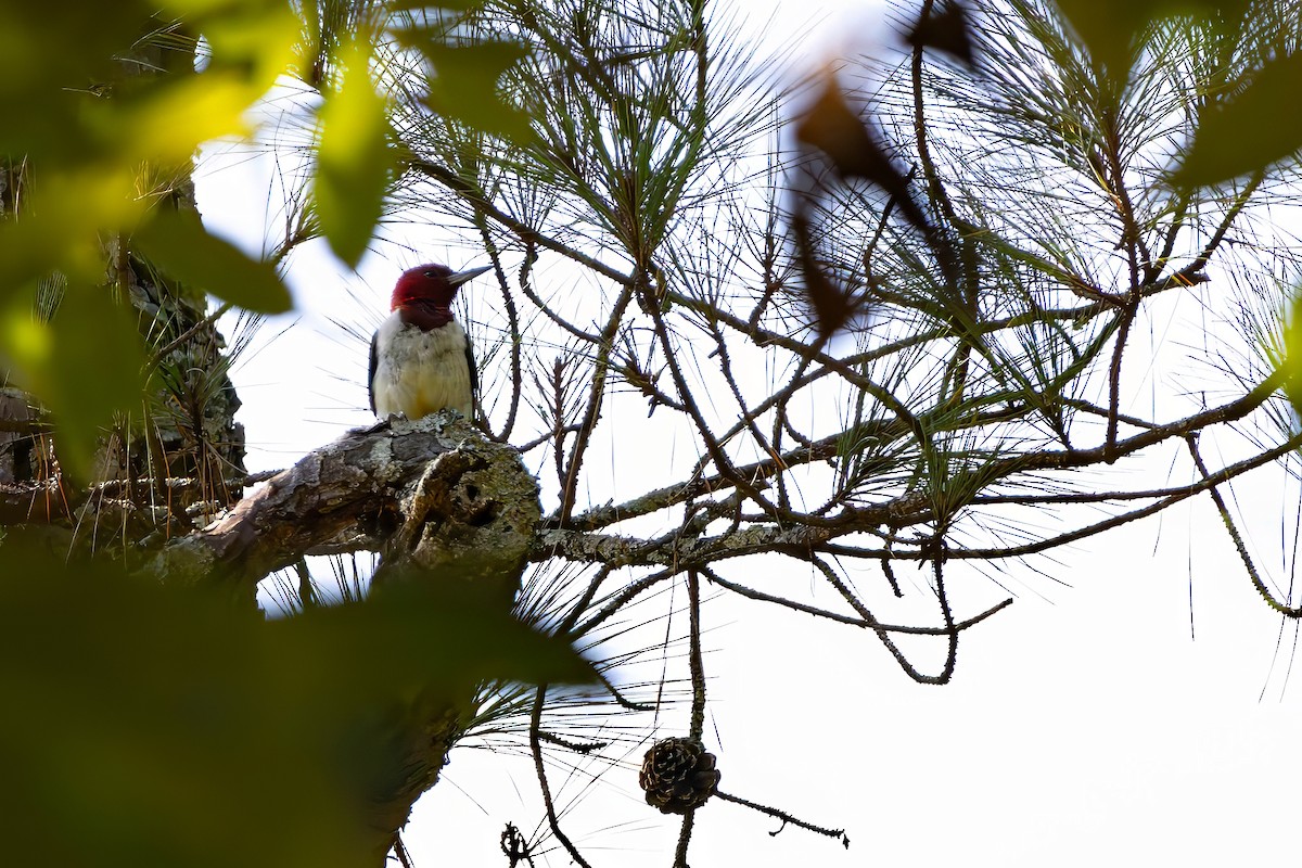 Red-headed Woodpecker - ML641412045