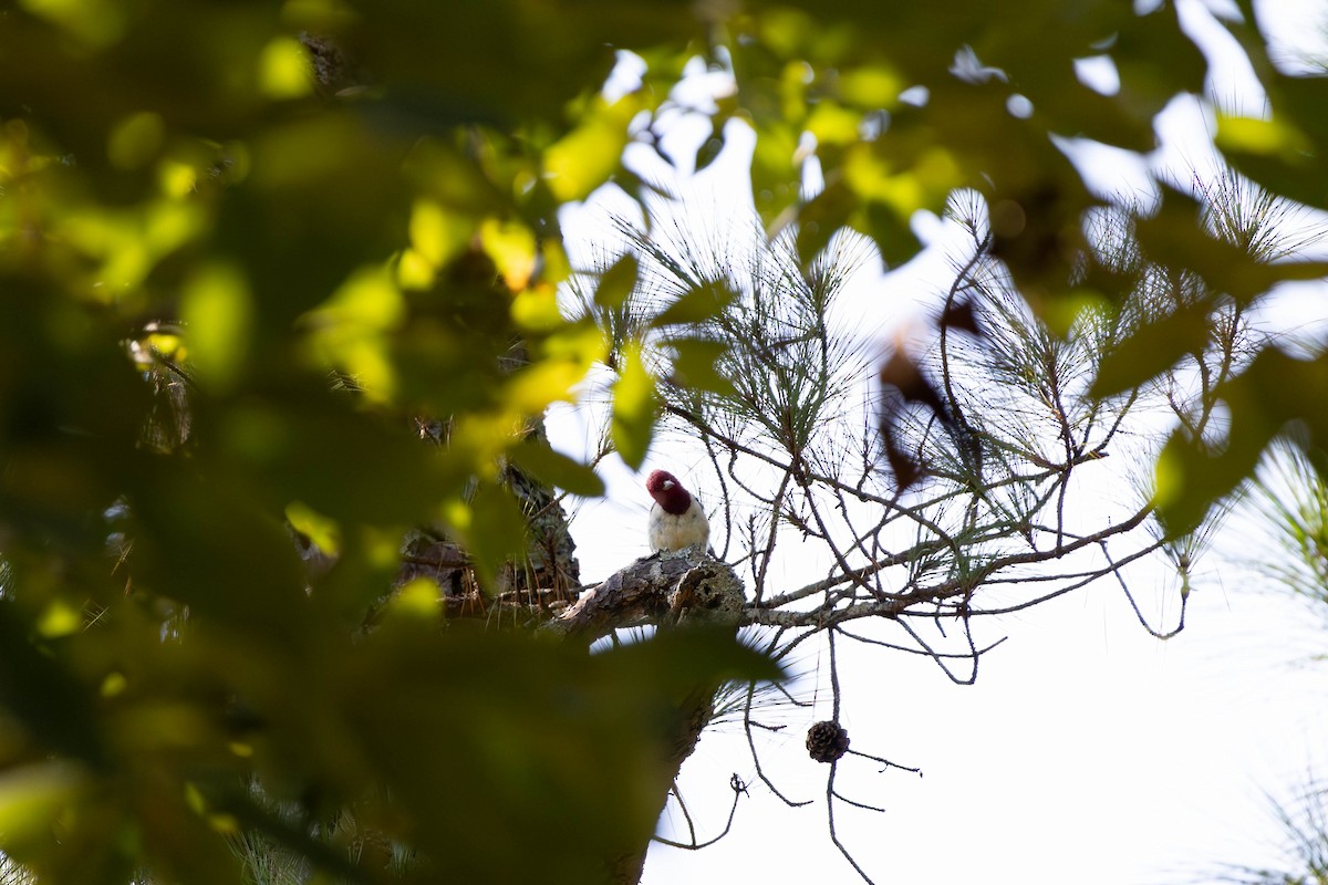 Red-headed Woodpecker - ML641412046