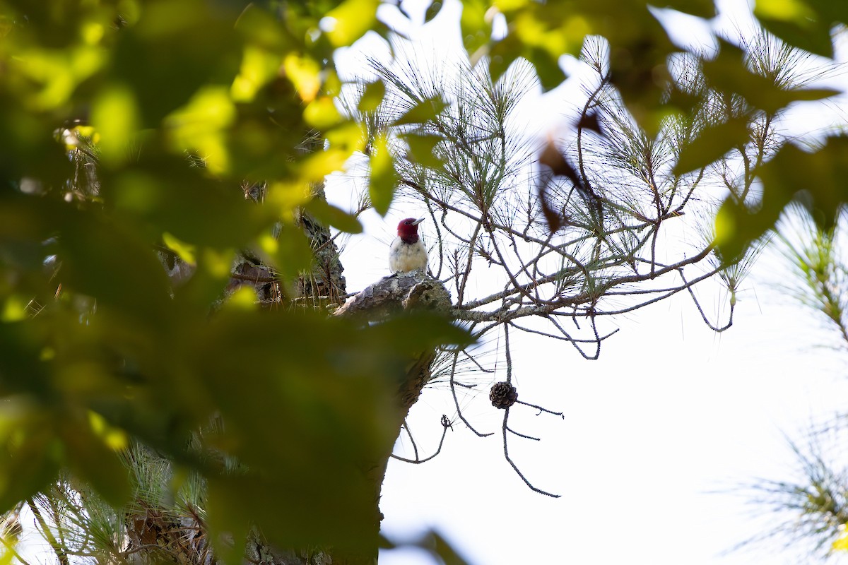 Red-headed Woodpecker - ML641412047