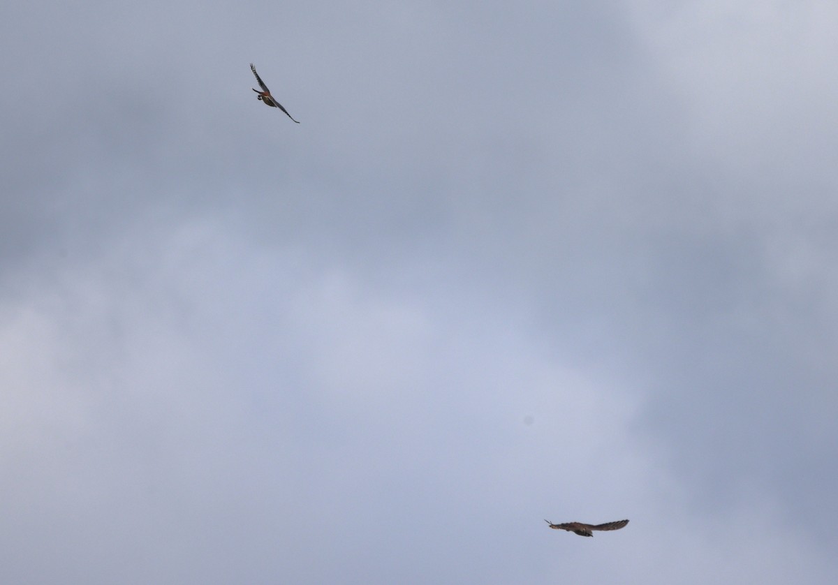 American Kestrel - ML641412048