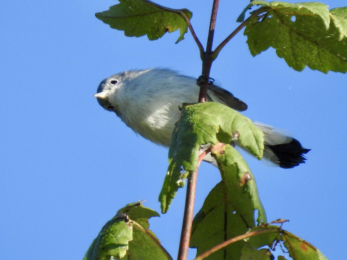 Blue-gray Gnatcatcher - ML641412049
