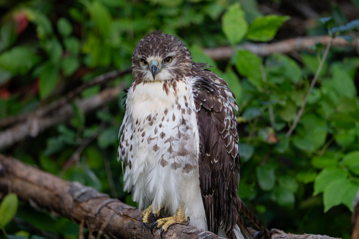 Red-tailed Hawk - ML641412050