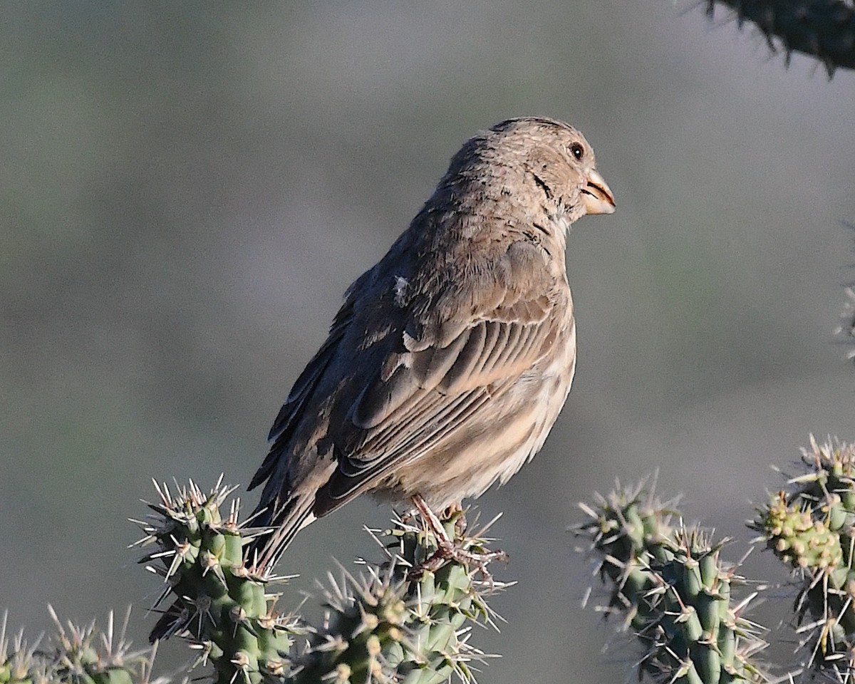 House Finch - ML641412051