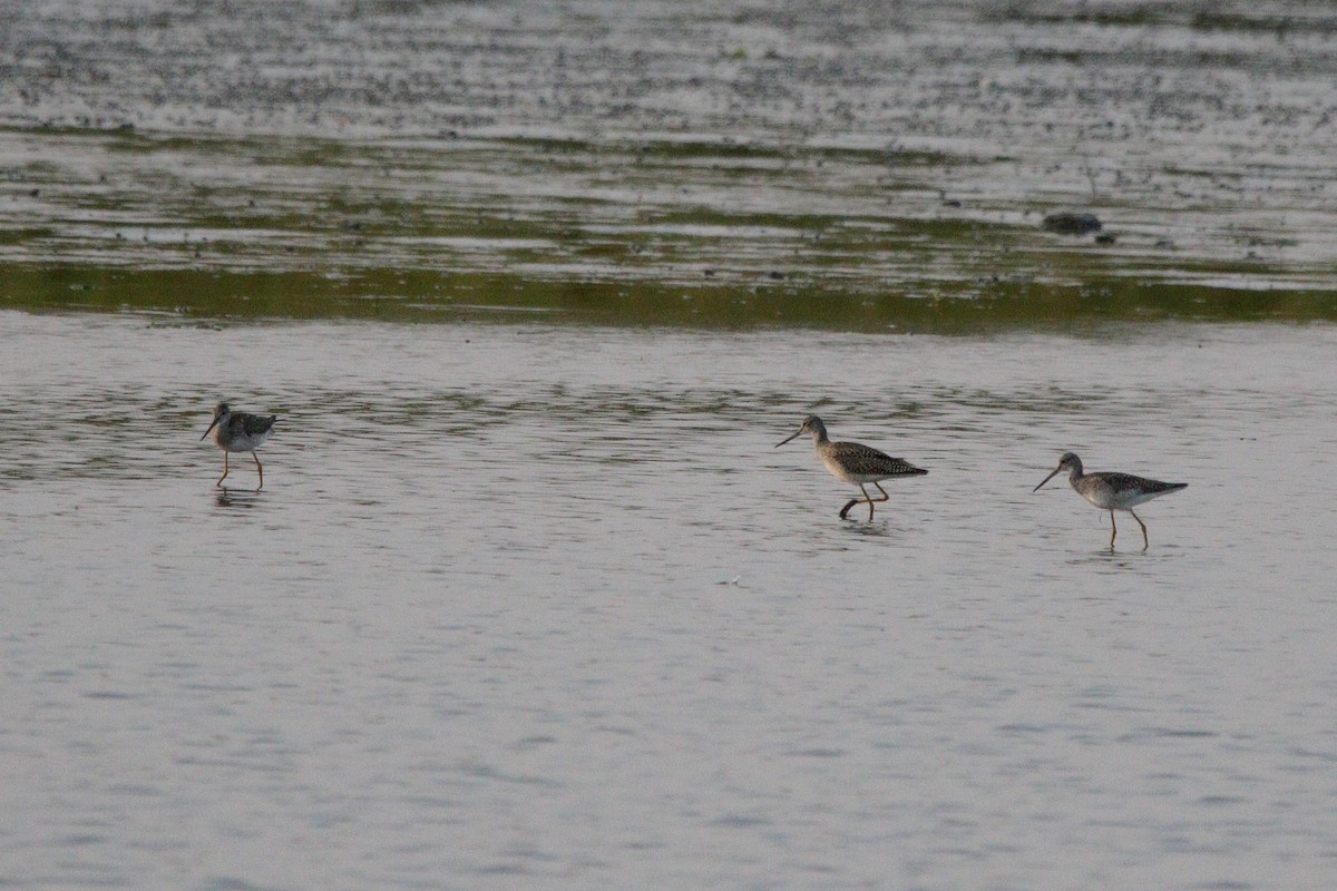 Greater Yellowlegs - ML641412053