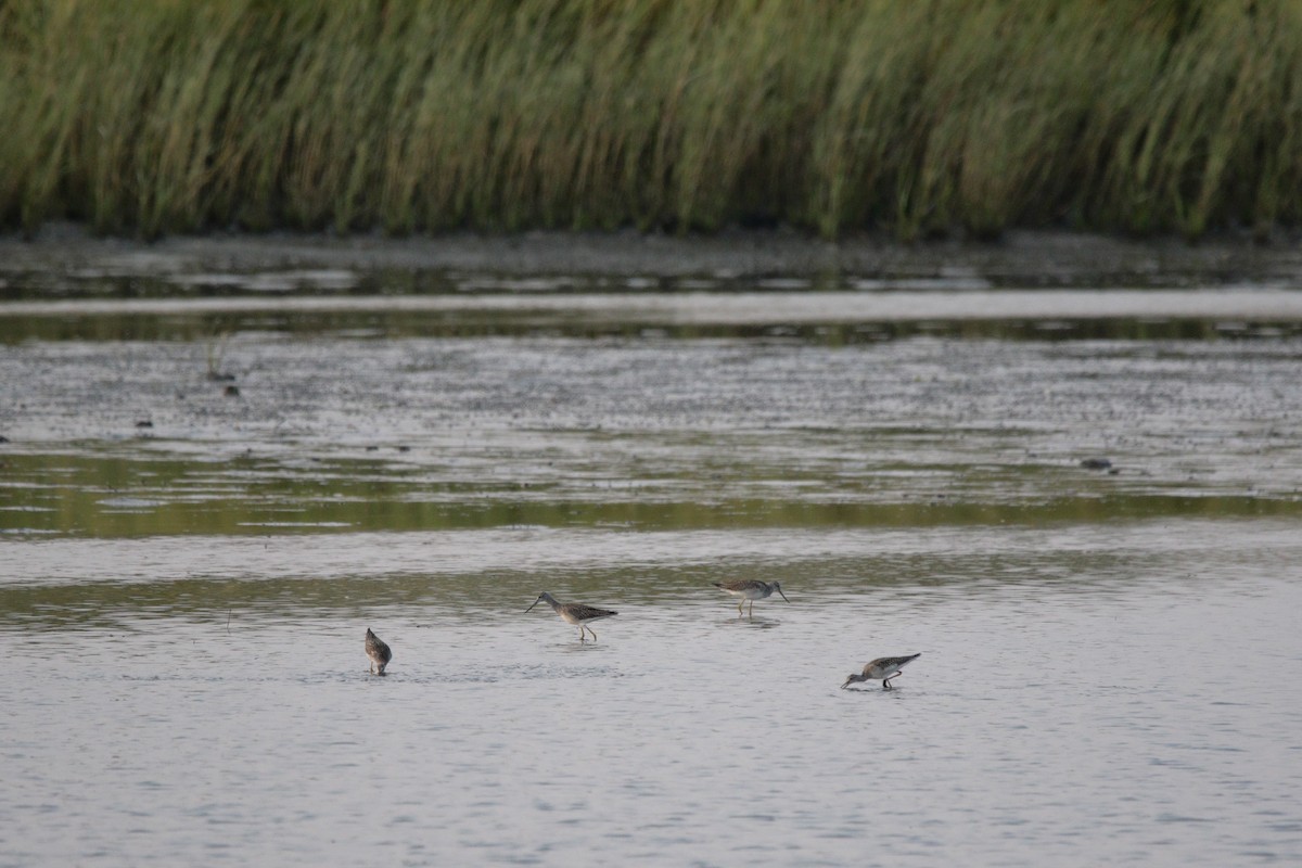 Greater Yellowlegs - ML641412054