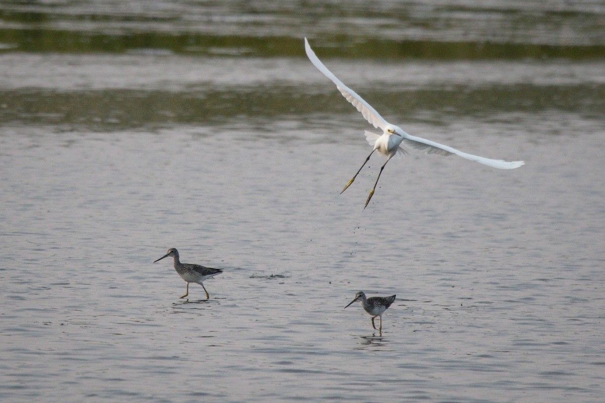 Greater Yellowlegs - ML641412055