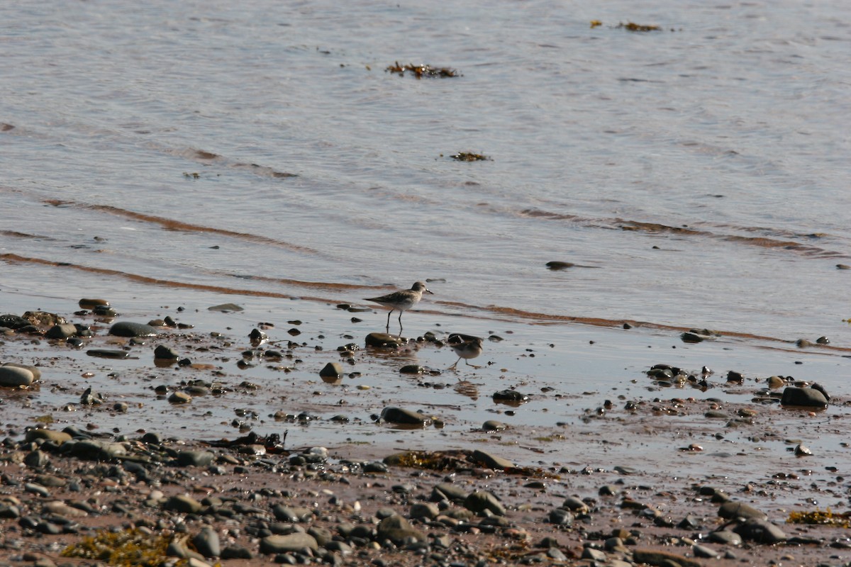 White-rumped Sandpiper - ML641412056
