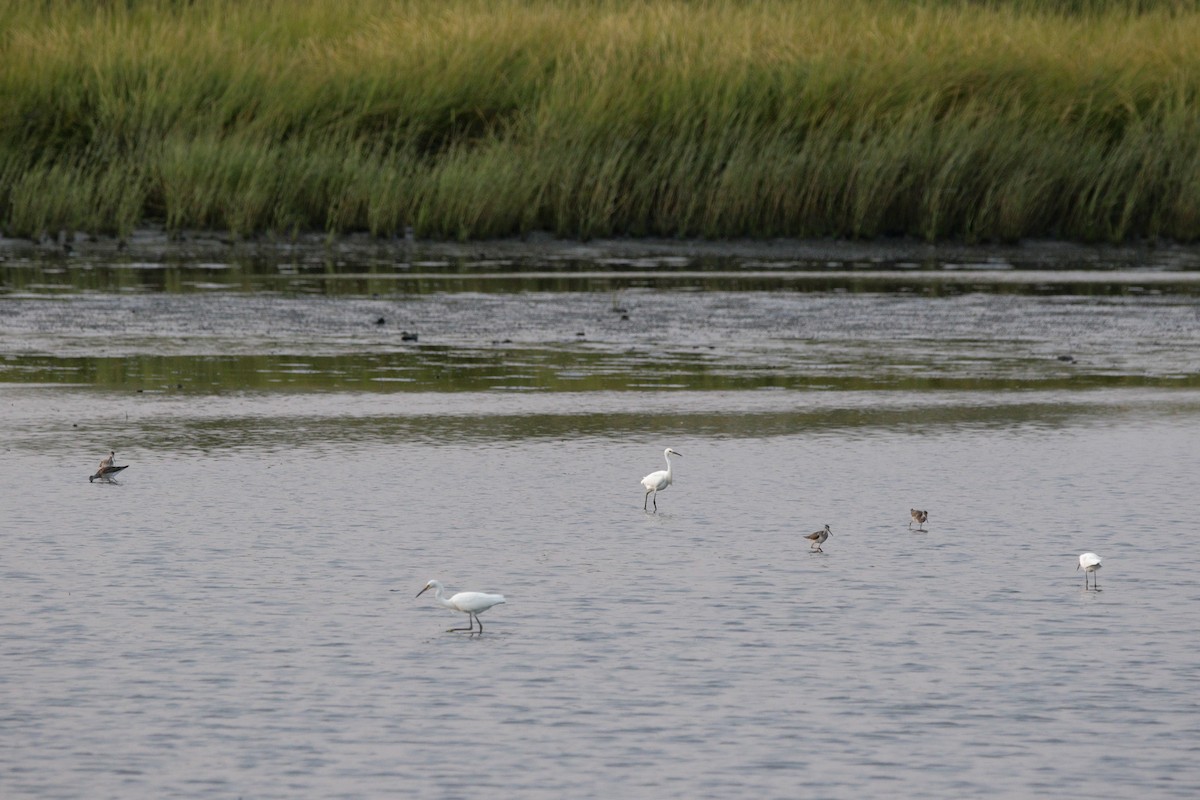 Snowy Egret - ML641412061