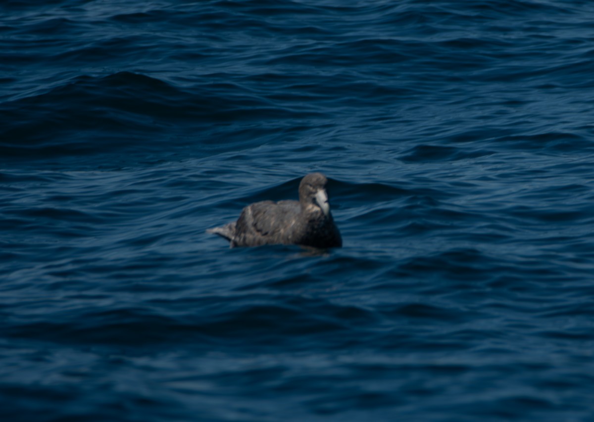 Northern Giant-Petrel - ML641412062