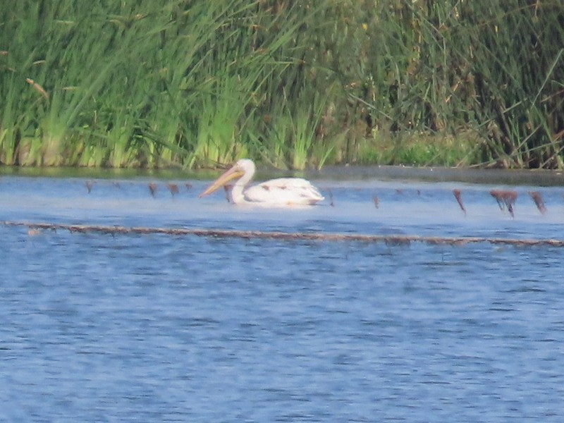 American White Pelican - ML641412063
