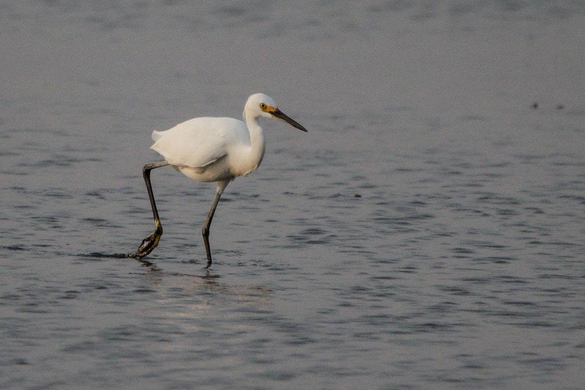 Snowy Egret - ML641412064