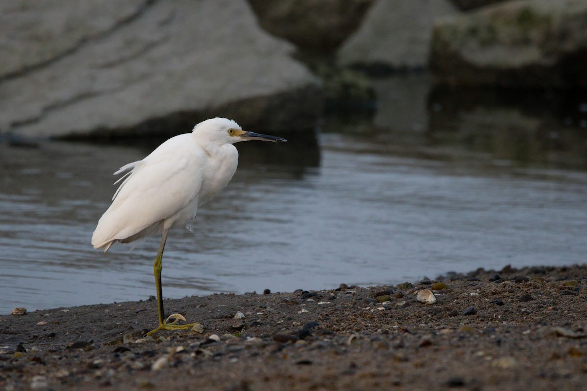 Snowy Egret - ML641412065
