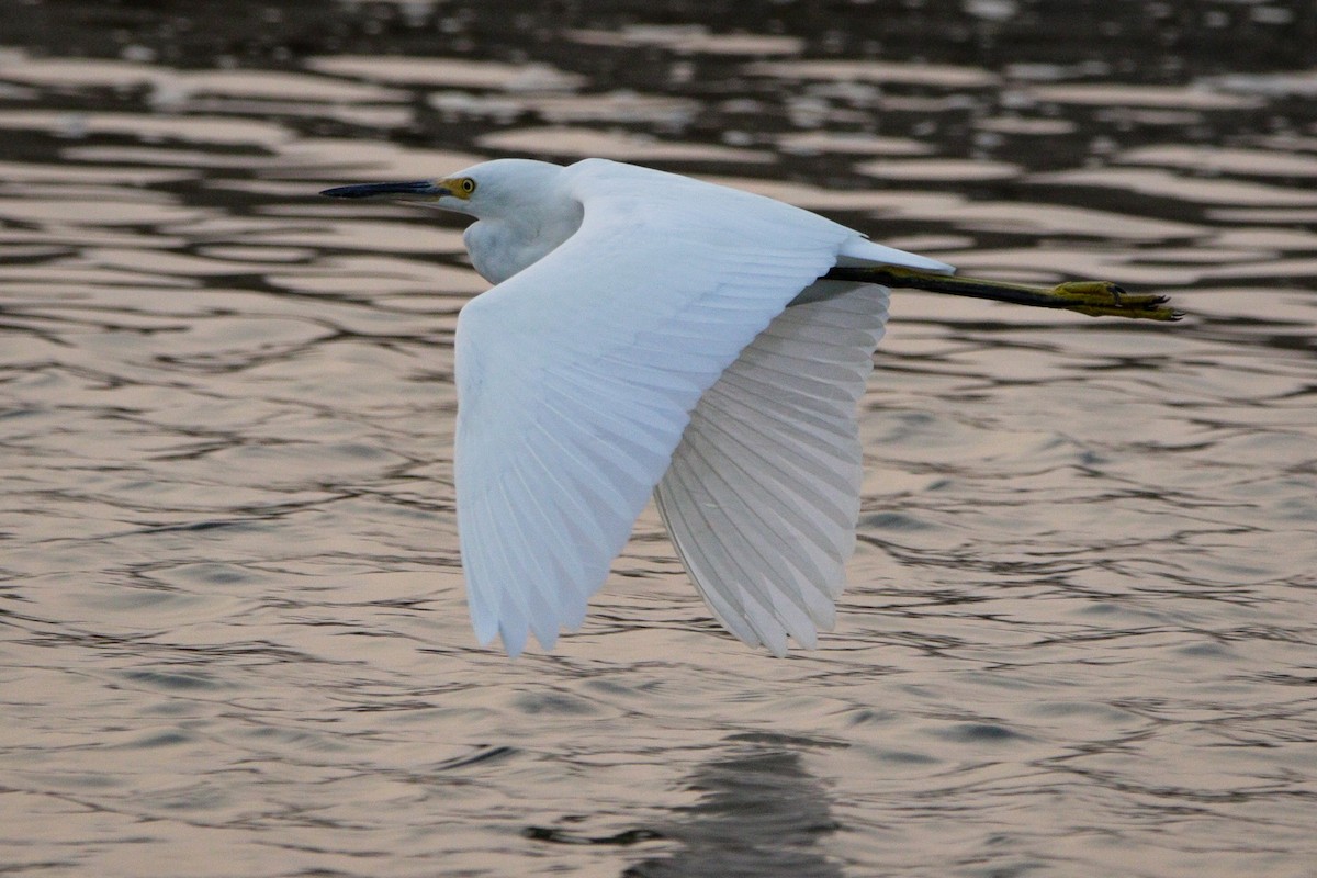 Snowy Egret - ML641412066