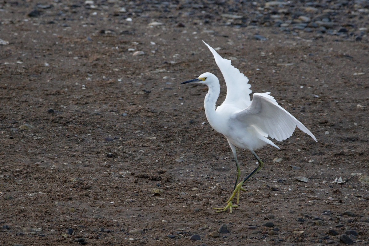 Snowy Egret - ML641412067