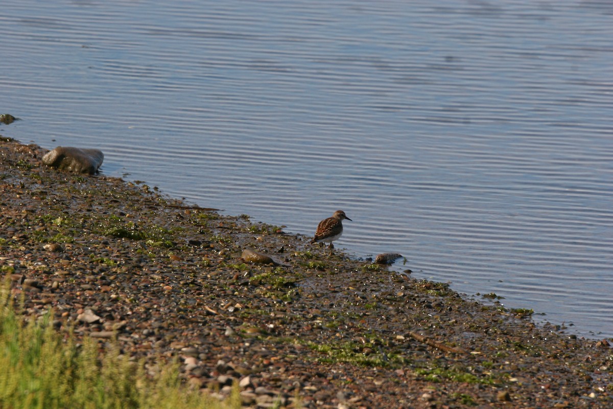 Bécasseau minuscule - ML641412074