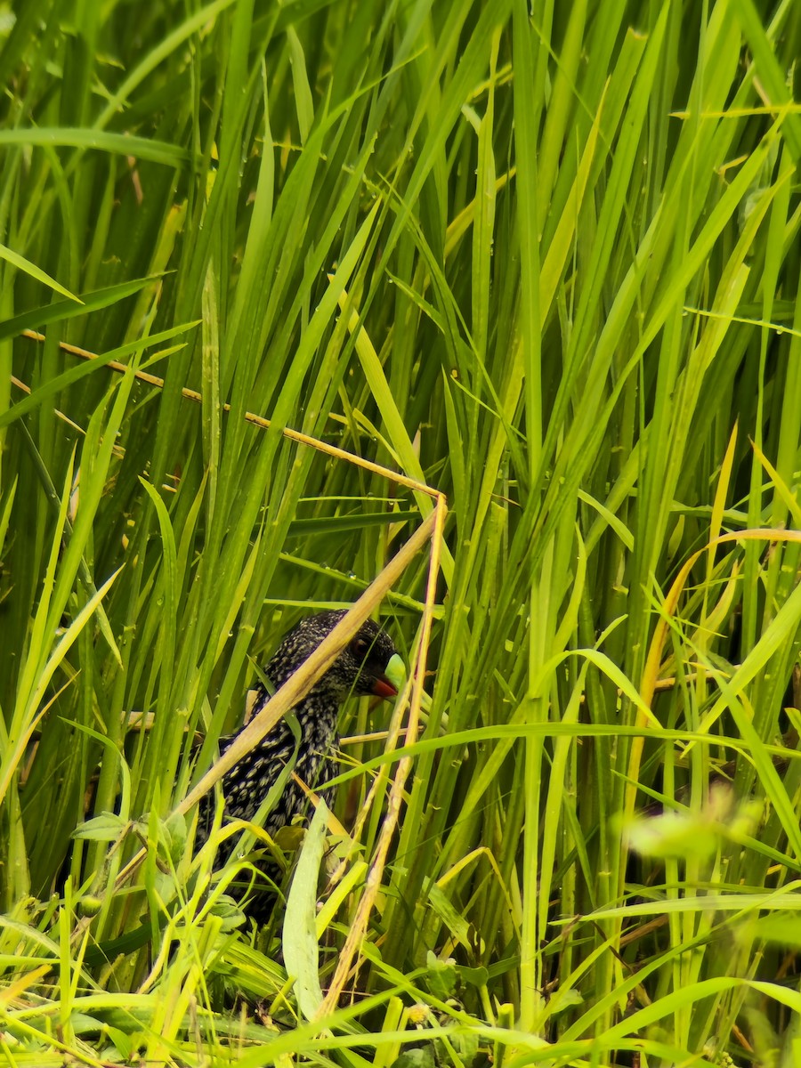 Spotted Rail - ML641412075