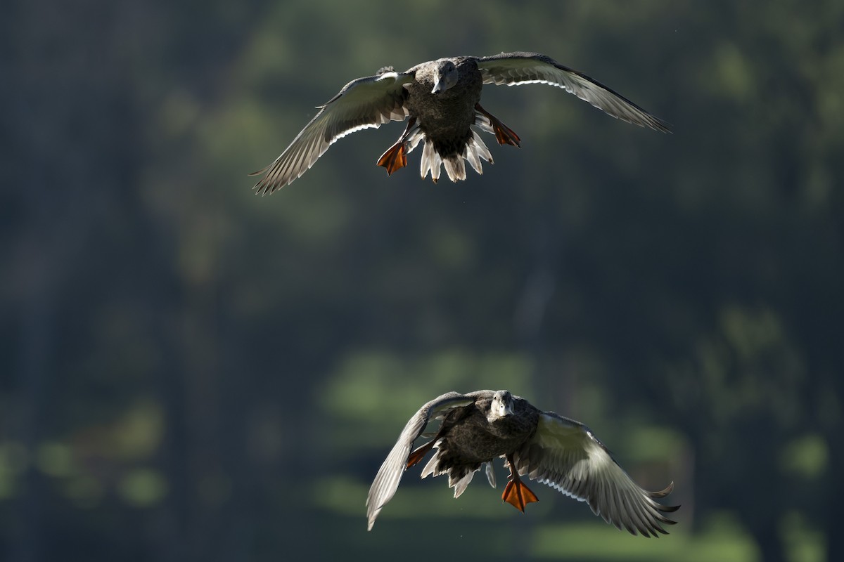 Mexican Duck - ML641412087