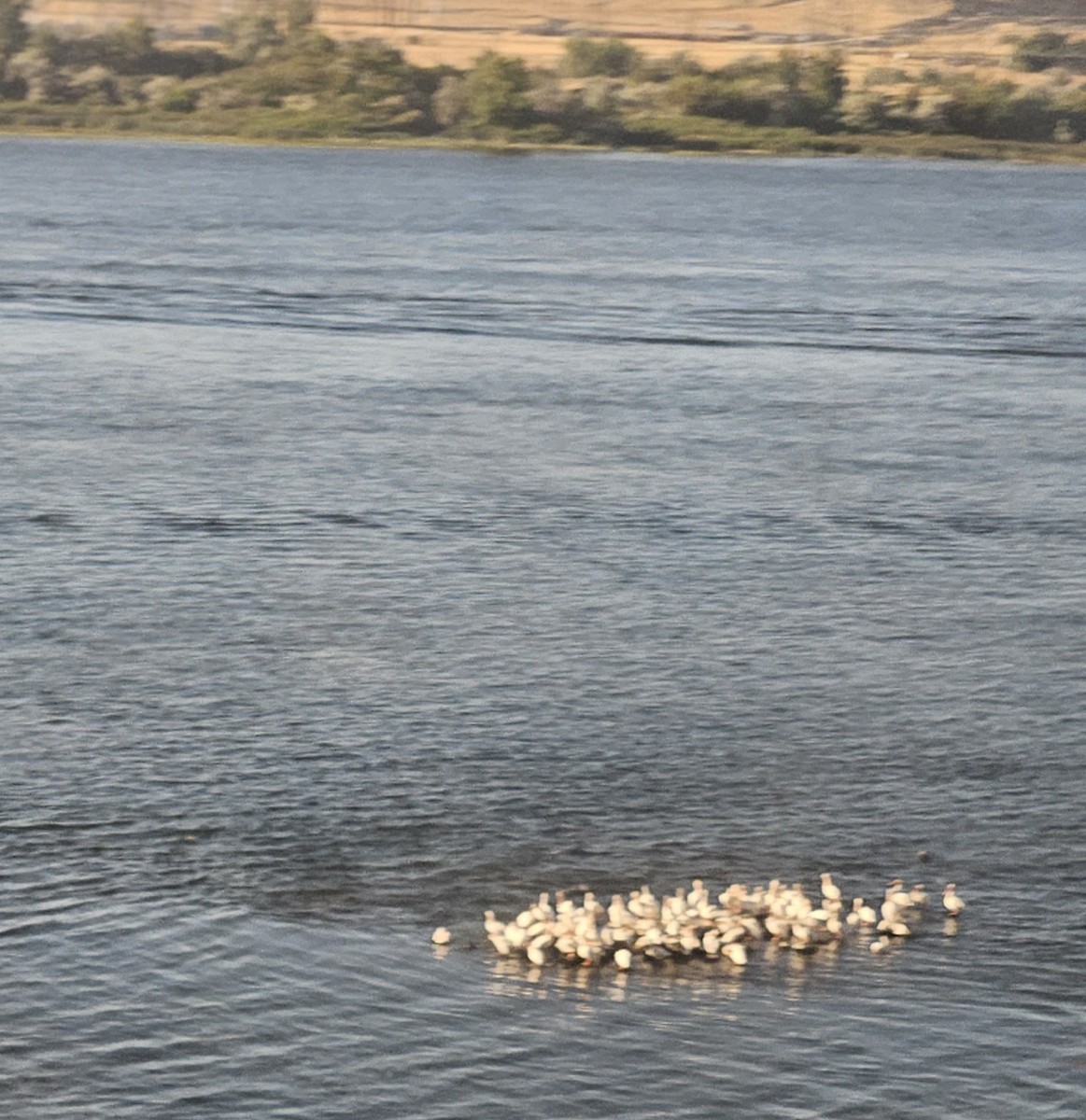 American White Pelican - ML641412088