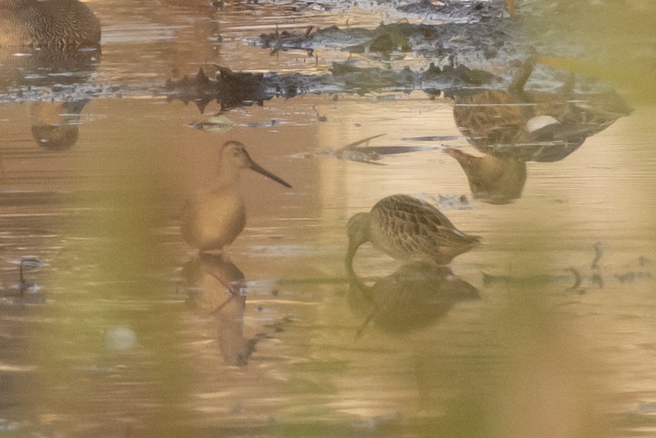 Short-billed Dowitcher - ML641412089