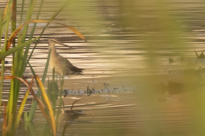 Short-billed Dowitcher - ML641412090