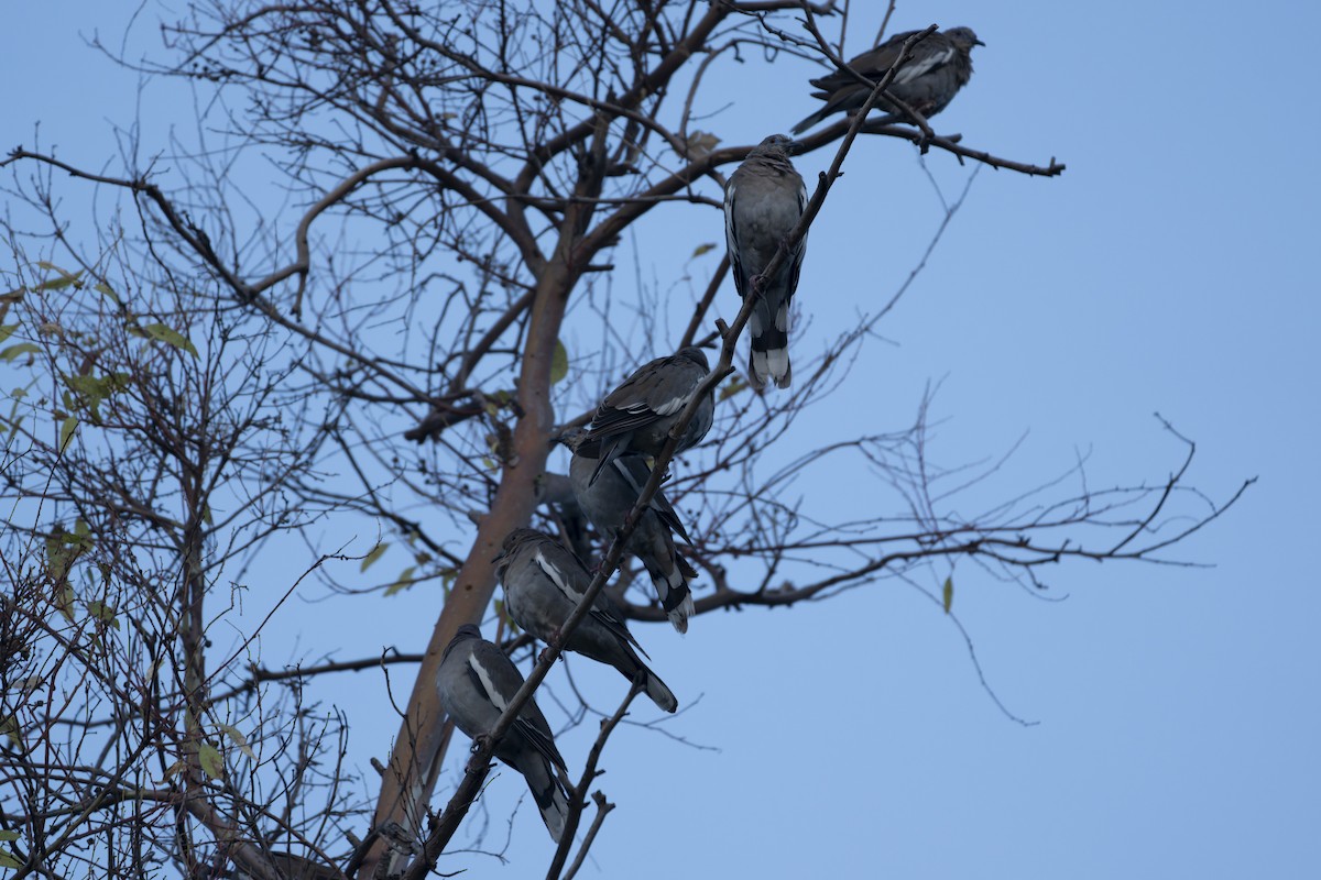 White-winged Dove - ML641412091