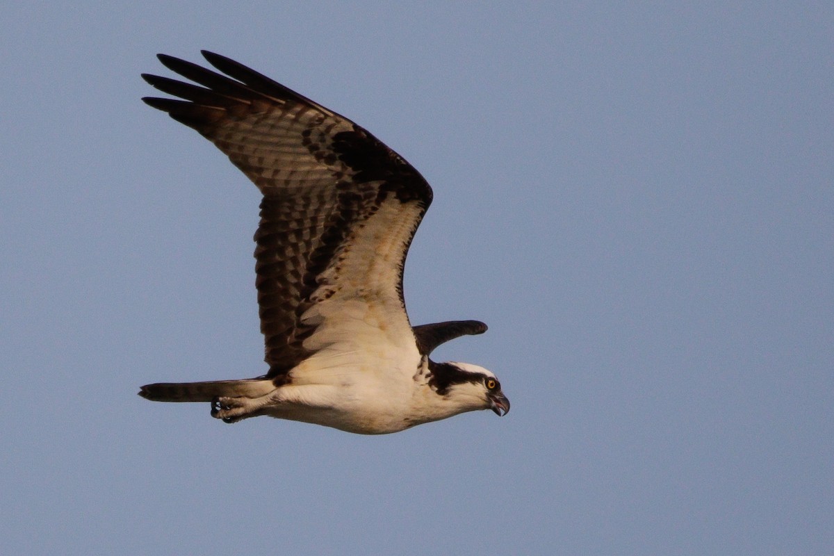 Osprey - ML641412092
