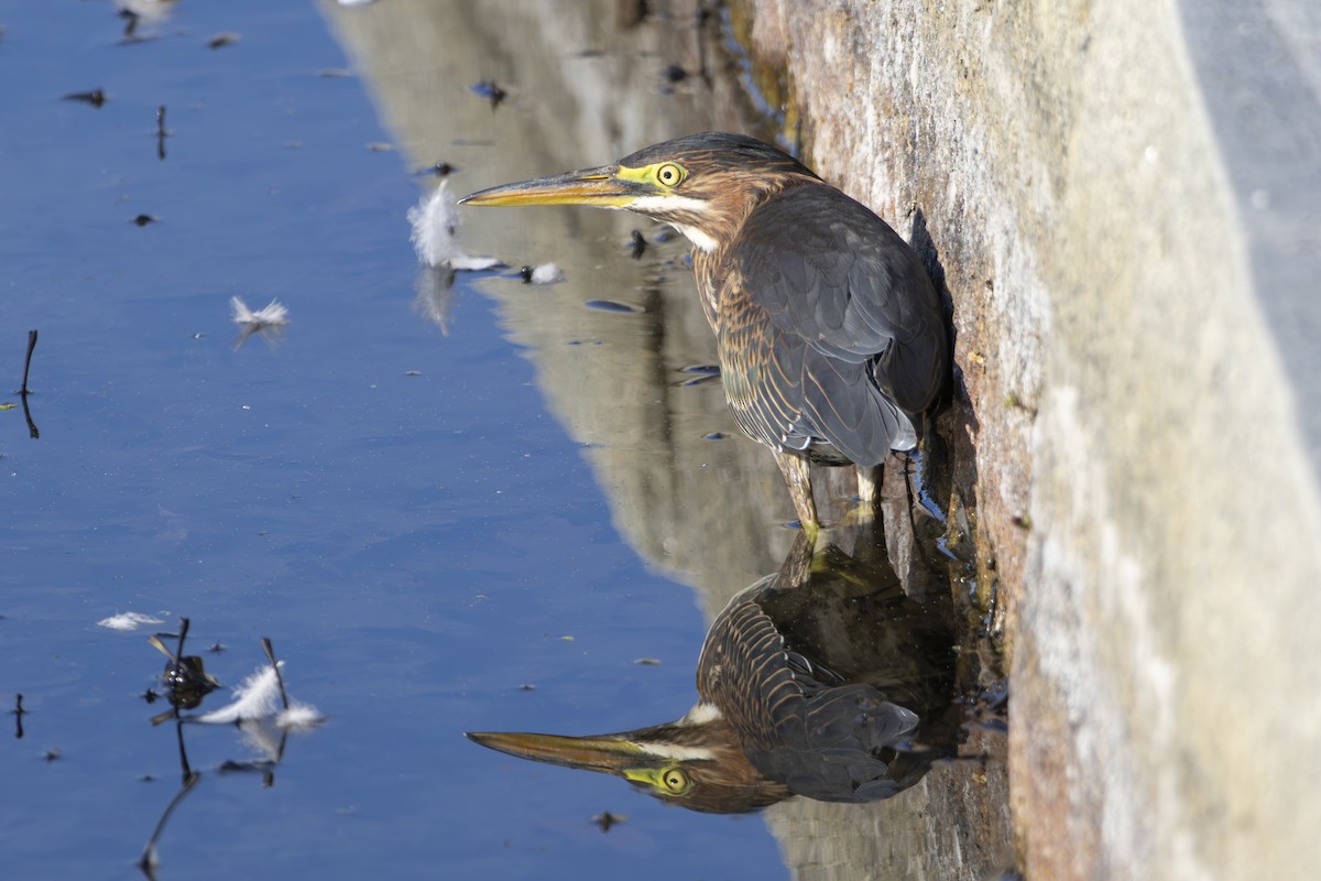 Green Heron - ML641412093