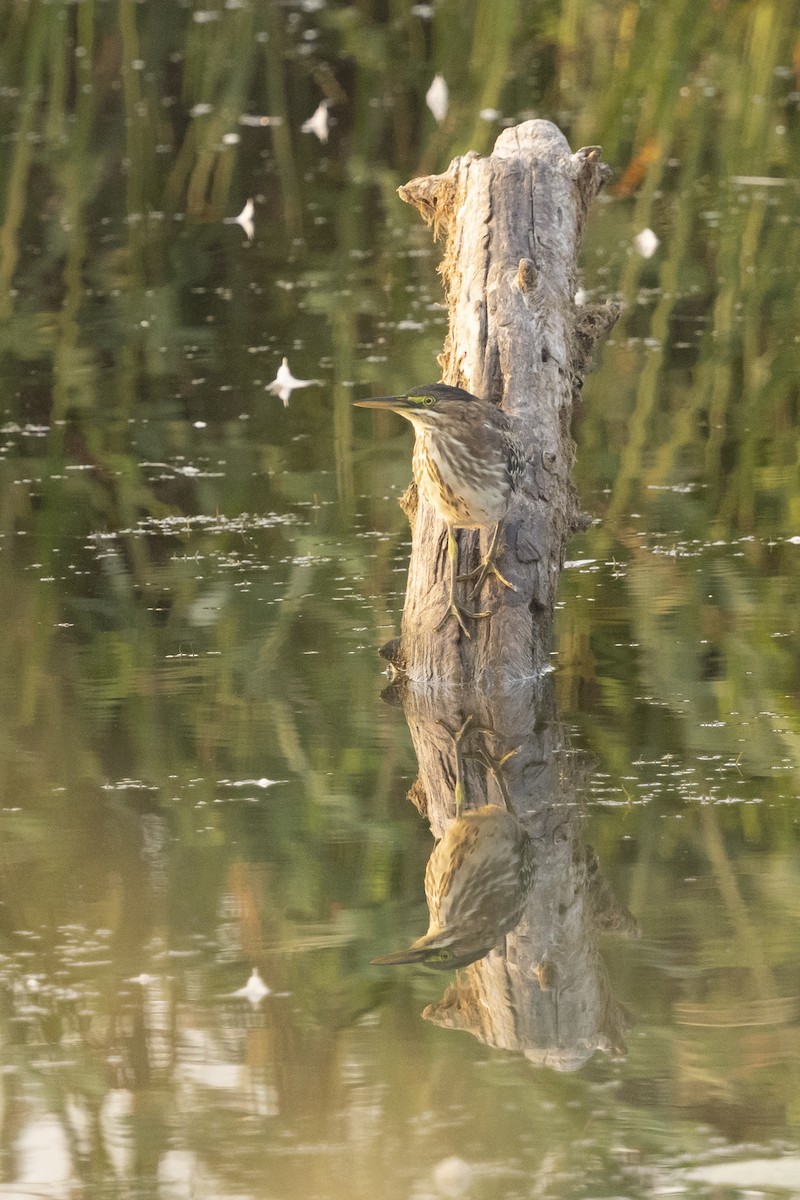 Green Heron - ML641412096