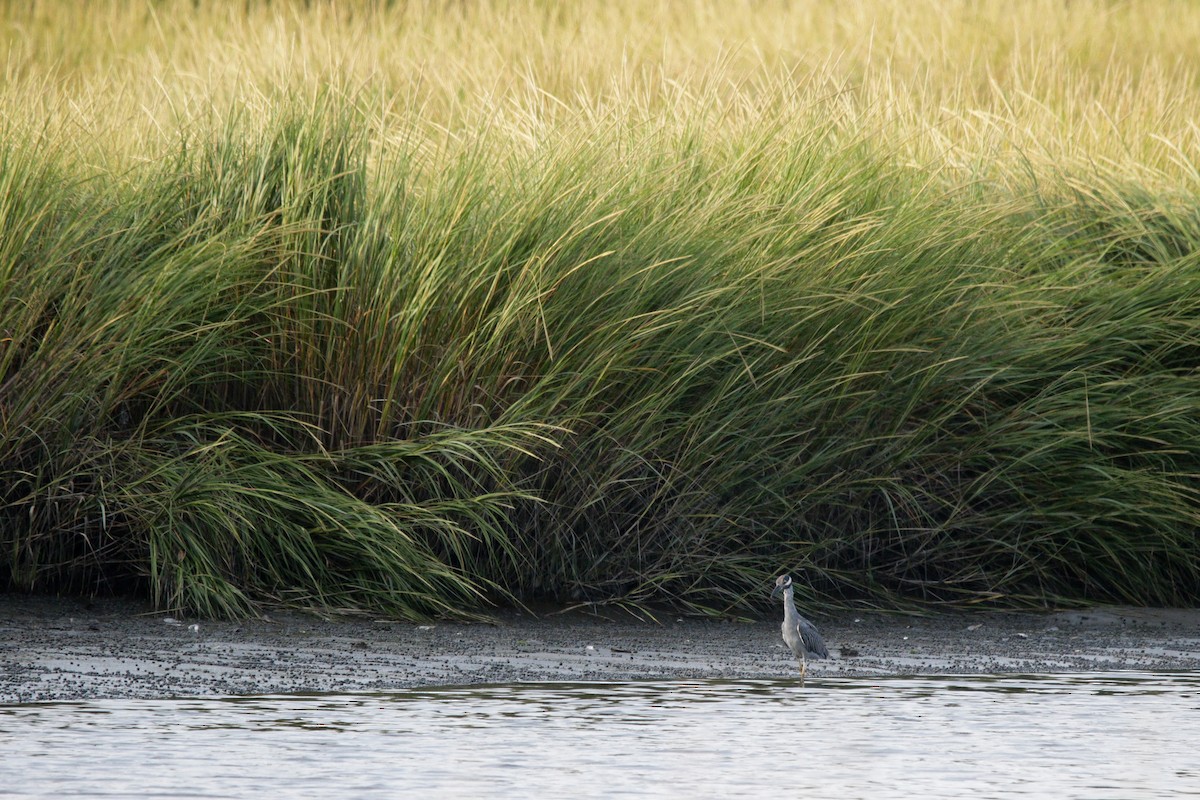 Yellow-crowned Night Heron - ML641412097