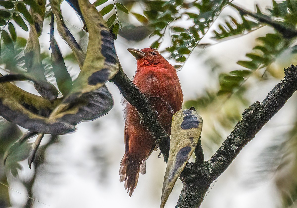 Summer Tanager - ML641412102
