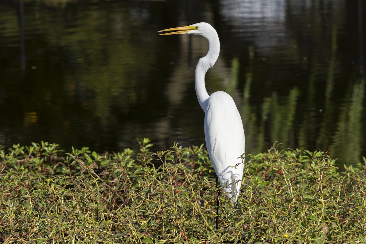 Great Egret - ML641412104
