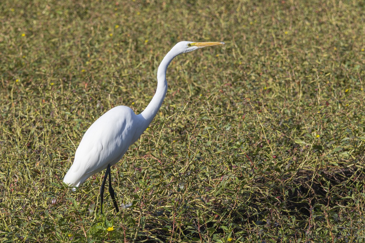 Great Egret - ML641412105