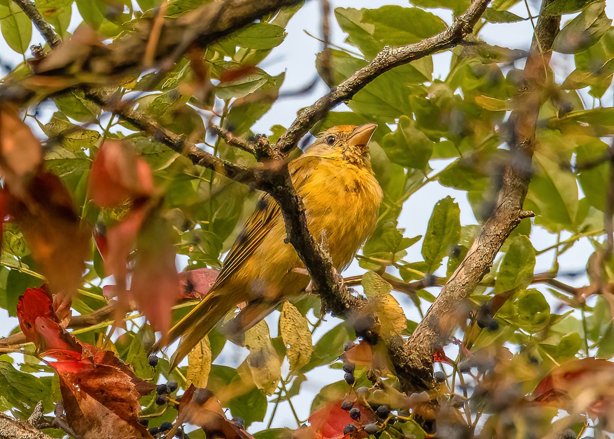 Summer Tanager - ML641412107