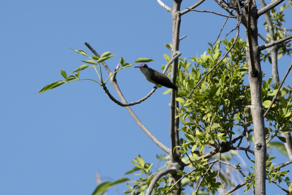 Violet-crowned Hummingbird - ML641412108