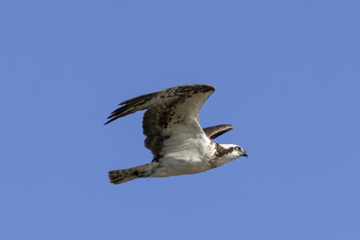 Osprey - ML641412109