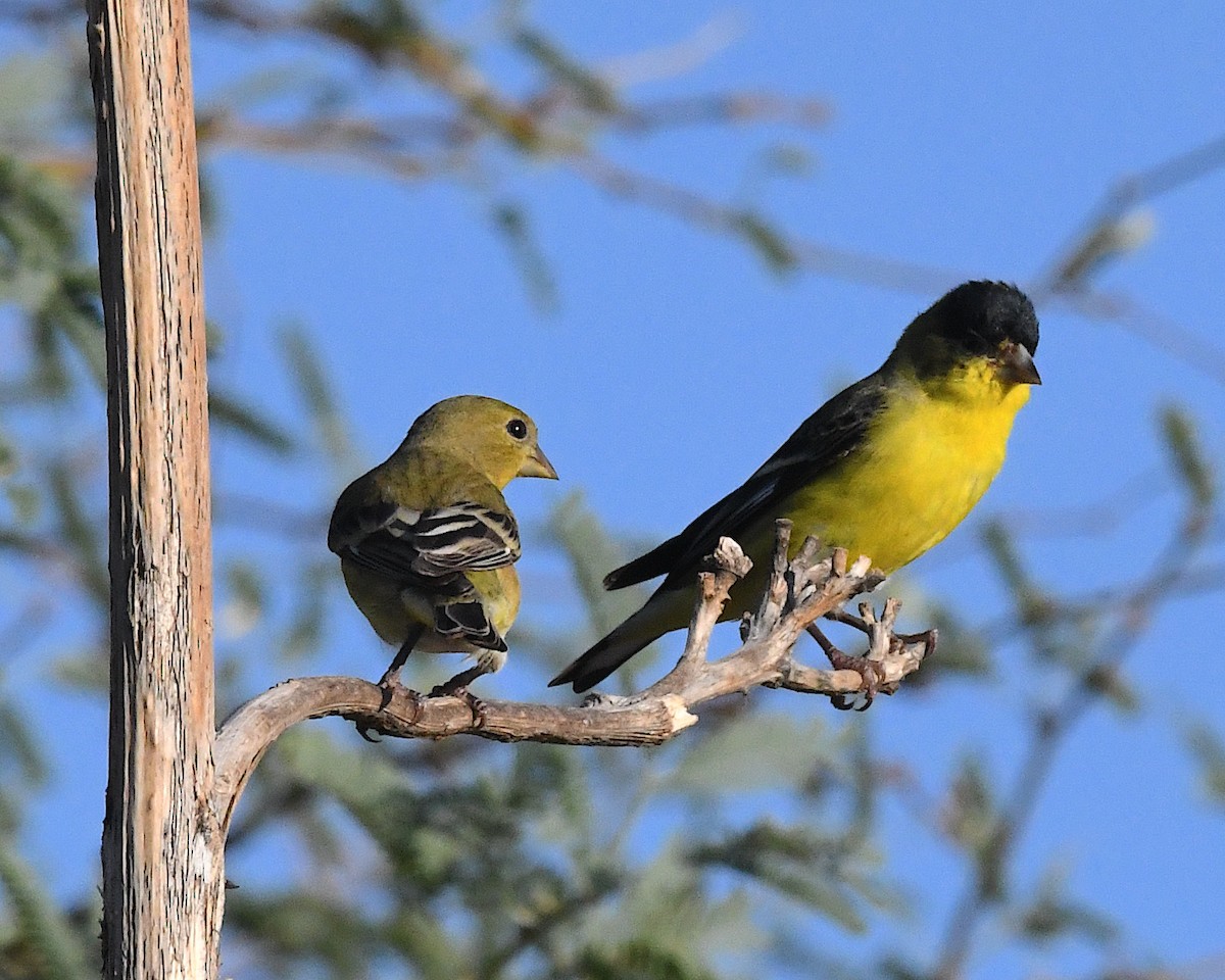 Lesser Goldfinch - ML641412116