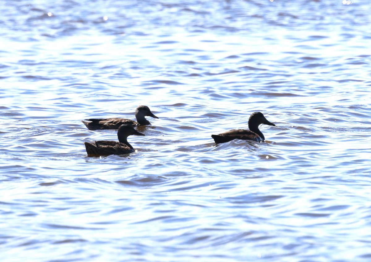Canard noir - ML641412117